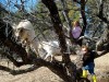 The goats!