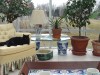 cat enjoying conservatory cat enjoying conservatory